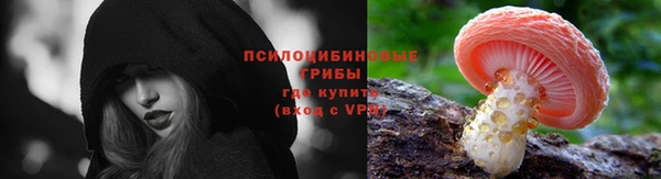 PSILOCYBIN Аркадак