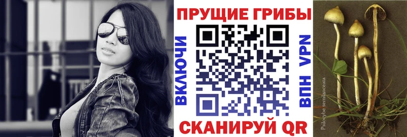 мега   Калязин  Галлюциногенные грибы мицелий 